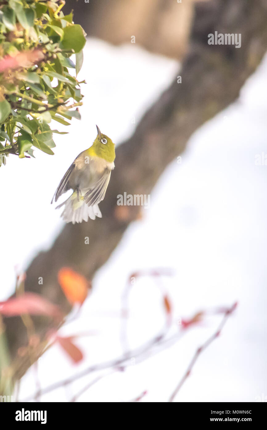 24 janvier 2018 un Japonais white-eye (Zosterops japonicus) battant en face d'arbustes sur jour de neige Banque D'Images