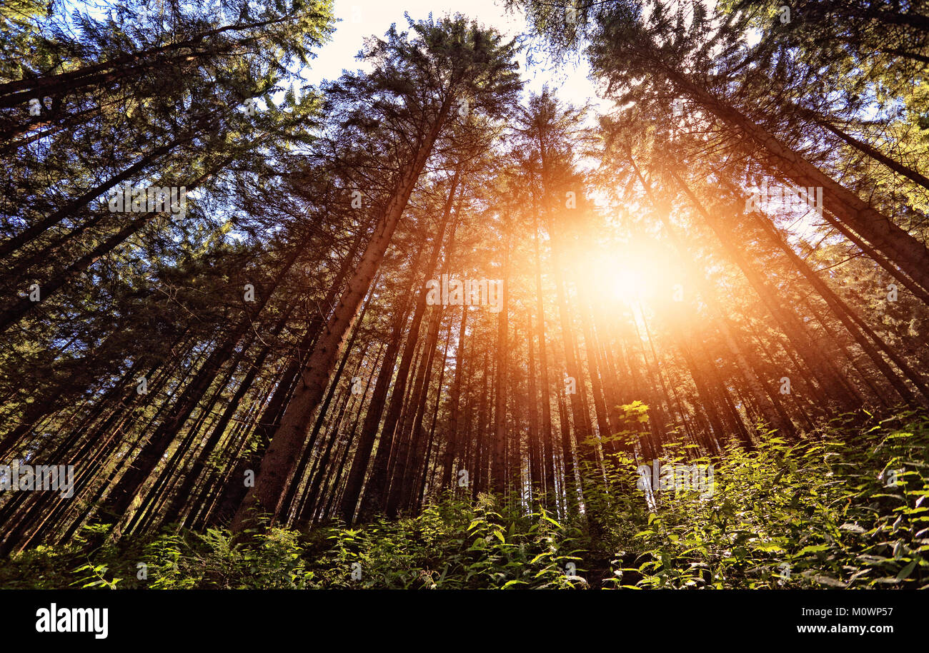 Arrière-plan de la forêt ensoleillée Banque D'Images