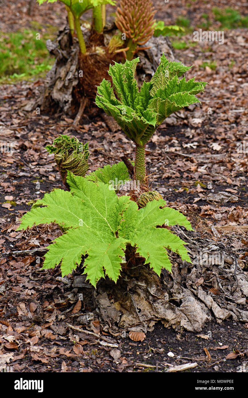 Nouvelles fraîches feuilles Gunnera manicata sortir du sol aussi connu comme la rhubarbe chilienne Banque D'Images