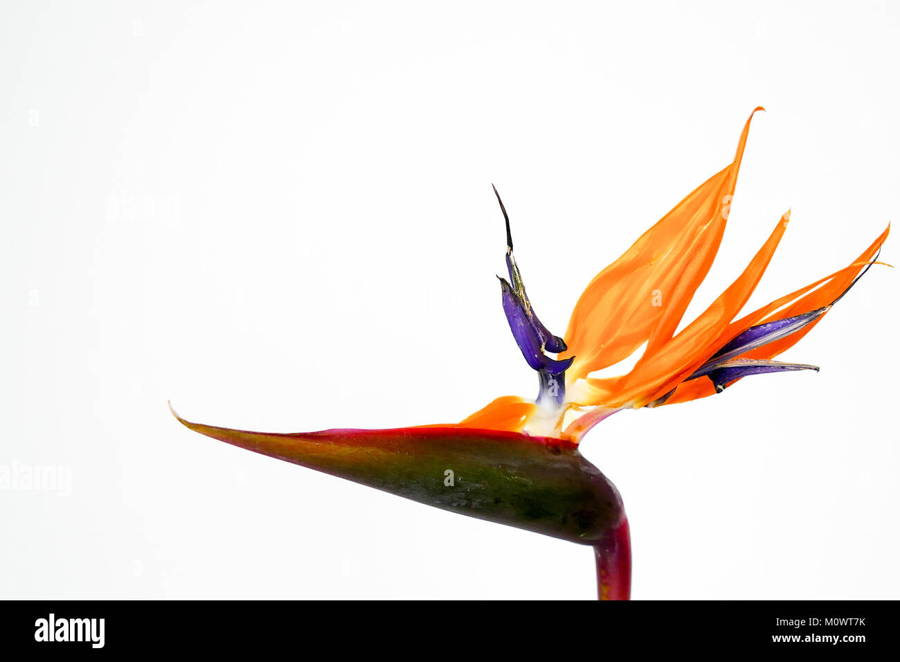 Bel Oiseau de Paradis (Strelitzia reginae) fleur isolée en fond blanc. Banque D'Images