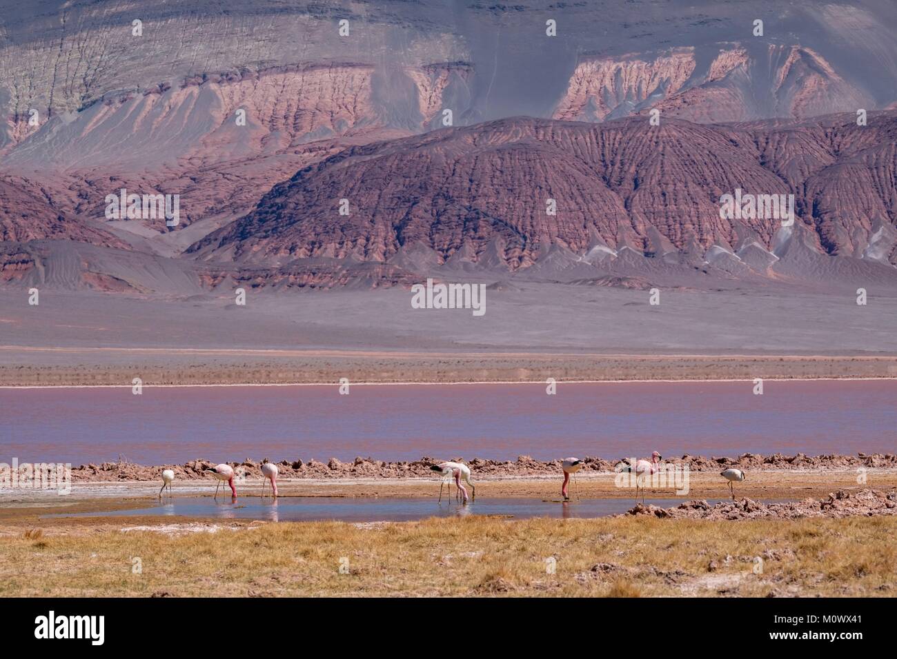 La province de Catamarca, Argentine, le désert de la Puna, EL Penon, Carachi Pampa laguna, des flamants roses (Phoenicopterus) Banque D'Images