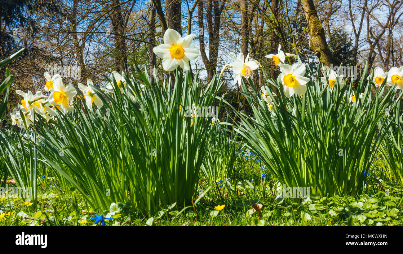 Narcisse printemps fleurs. Fleurs dans la saison du printemps Banque D'Images