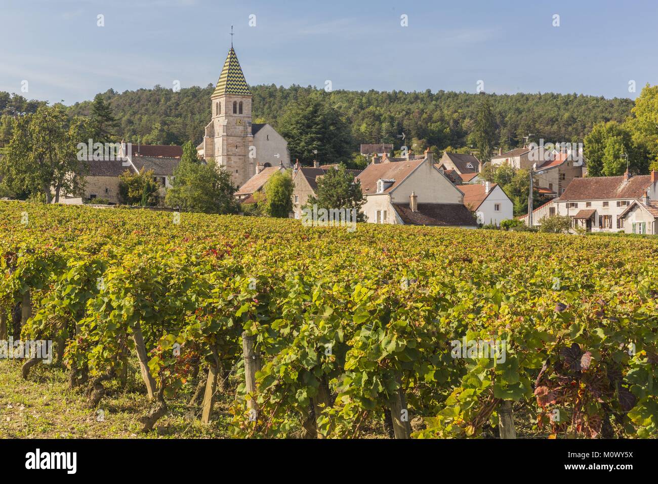 France,Cote d'Or,Brochon,paysage culturel de climats de Bourgogne classé au Patrimoine Mondial par l'UNESCO,cote de Nuits vineyard Banque D'Images