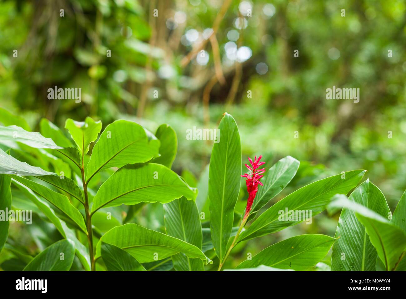 Saint Kitts et Nevis, St. Kitts,Molineux,heliconia Banque D'Images