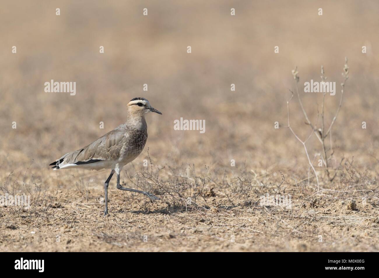 L'Inde, du Rajasthan, Bikaner, le vanneau sociable (Vanellus gregarius), la population mondiale estimée de quelques milliers, certains l'hiver dans le nord de l'Inde Banque D'Images