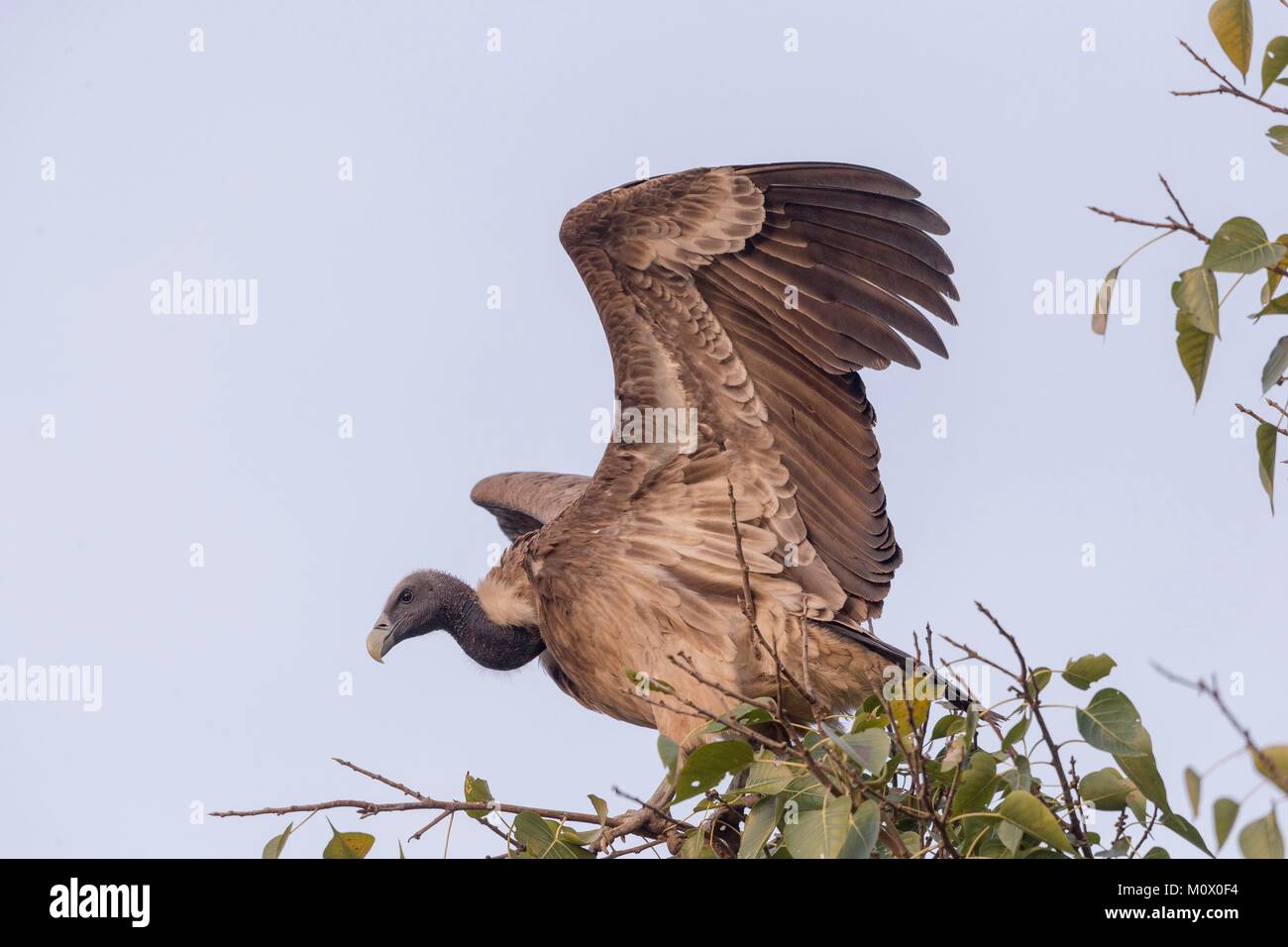 L'Inde, le Rajasthan, le parc national de Ranthambore, Long-billed Vulture ou vautour fauve (Gyps indicus Indien) Banque D'Images