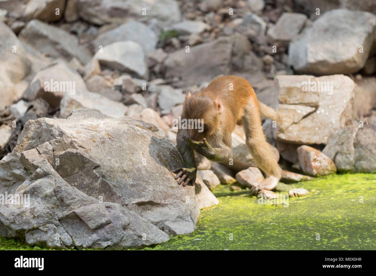 L'Inde, le Rajasthan, le parc national de Ranthambore, macaque rhésus ou singe Rhésus (Macaca mulatta mulatta) Banque D'Images