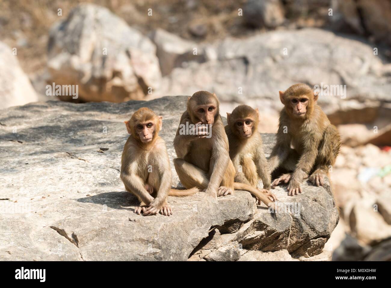 L'Inde, le Rajasthan, le parc national de Ranthambore, macaque rhésus ou singe Rhésus (Macaca mulatta mulatta), groupe Banque D'Images