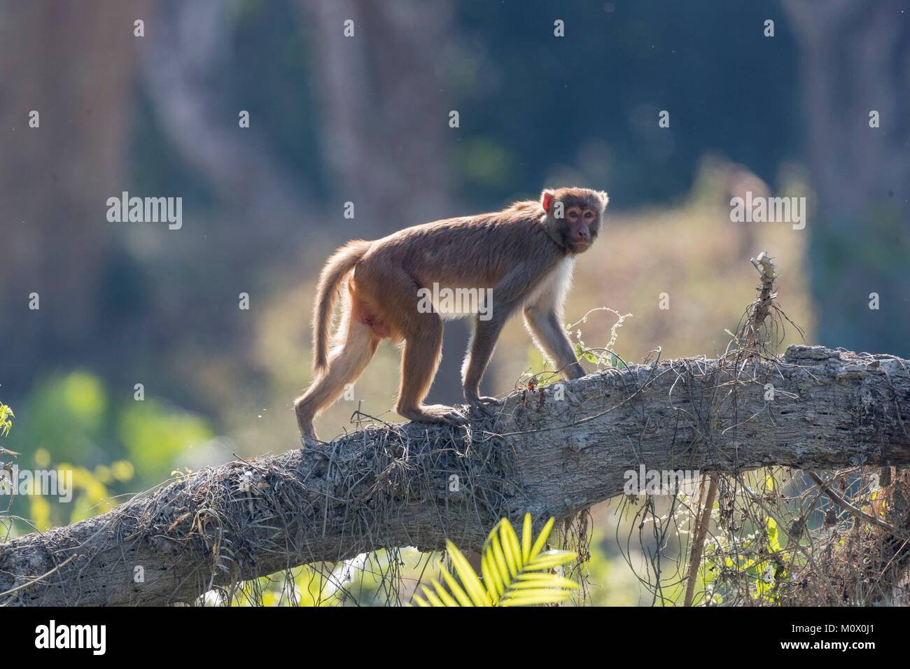 L'Inde, le Rajasthan, le parc national de Ranthambore, macaque rhésus ou singe Rhésus (Macaca mulatta mulatta) Banque D'Images