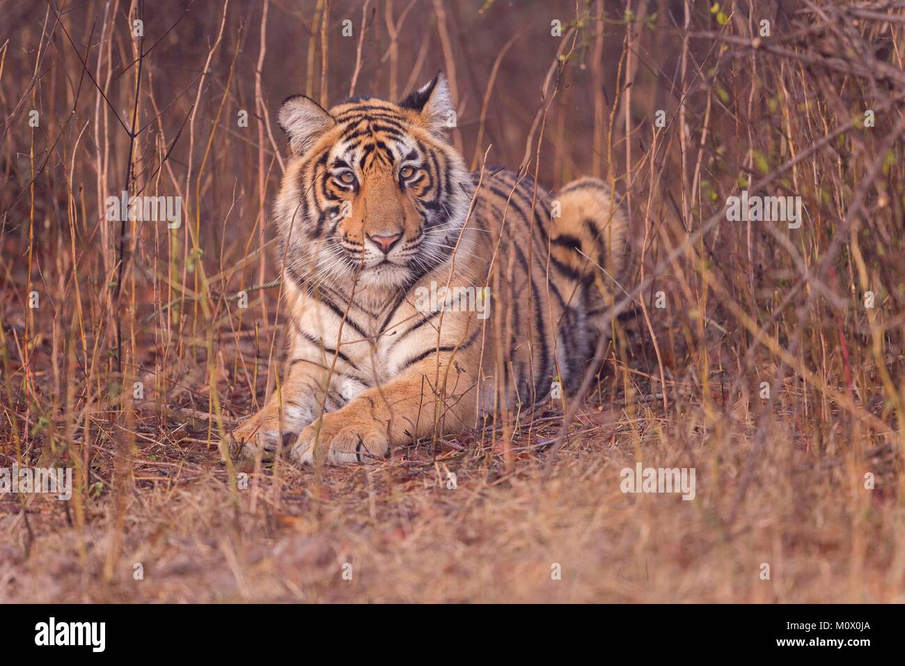 L'Inde, le Rajasthan, le parc national de Ranthambore, tigre du Bengale (Panthera tigris tigris) Banque D'Images