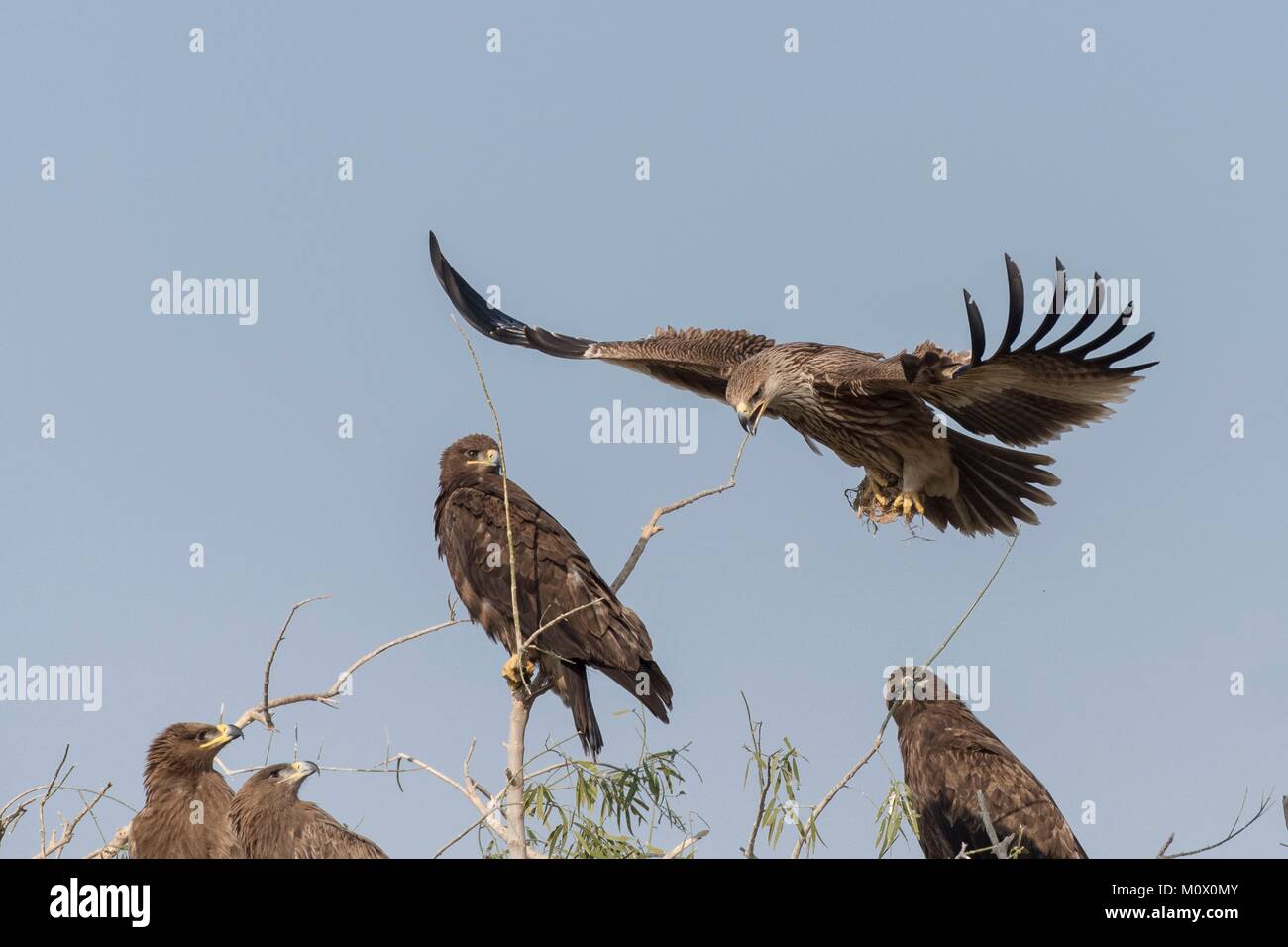 L'Inde, du Rajasthan, Bikaner, Groupe des aigles des steppes (Aquila nipalensis), ils sont autour de l'un est de l'aigle impérial (Aquila heliaca) qui est à l'atterrissage Banque D'Images