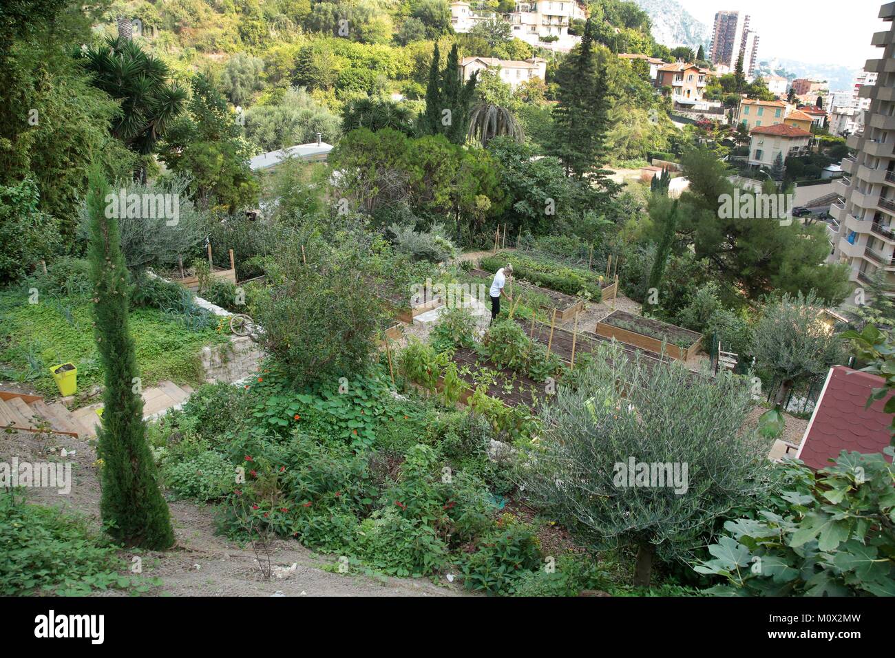 Principauté de Monaco, Monaco,Jessica Sbaraglia fondateur de terre de Monaco travaillant dans son potager au pied de la tour Odéon. Lancé en 2016 par Jessica,ancien modèle suisse, Terre de Monaco est devenu la plus importante entreprise privée de ferme pour l'agriculture urbaine. Banque D'Images