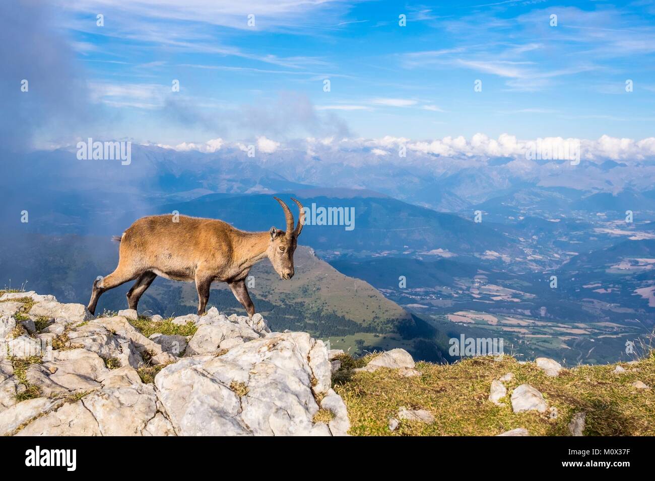 France,Isère,Parc Naturel Régional du Vercors, la réserve naturelle nationale des hauts plateaux du Vercors,sur l'ibex haut de Grand Veymont (alt : 2341 m), point le plus élevé du massif du Vercors Banque D'Images