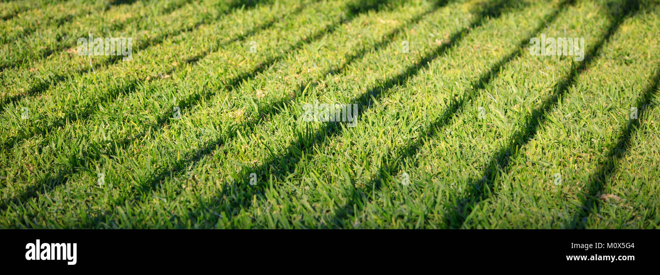 L'herbe verte avec ombre de balustrade. Contexte vide, vue en gros plan avec détails, bannière. Banque D'Images