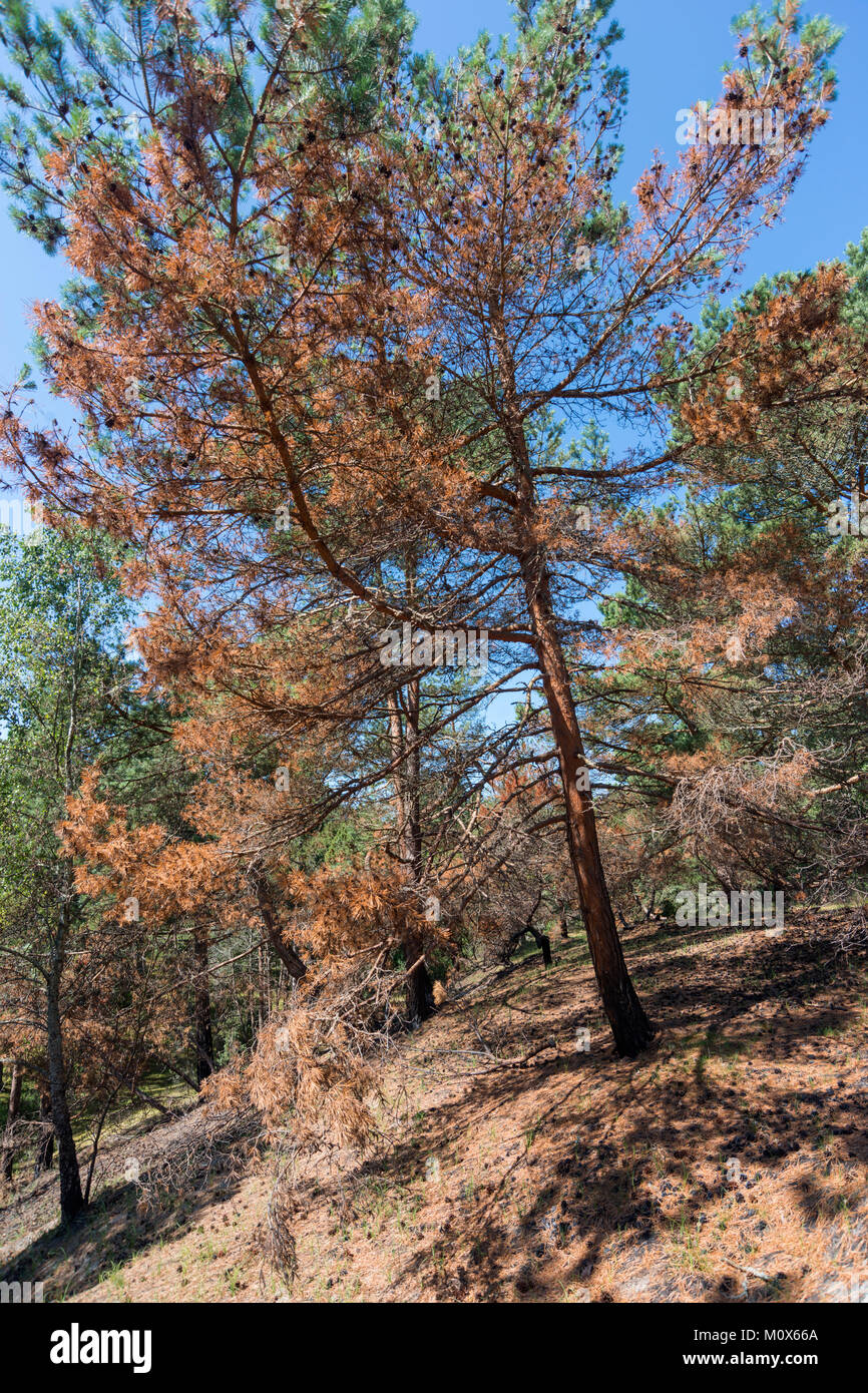 Pin malade avec une décoloration des aiguilles dans la forêt de l'été vert Banque D'Images