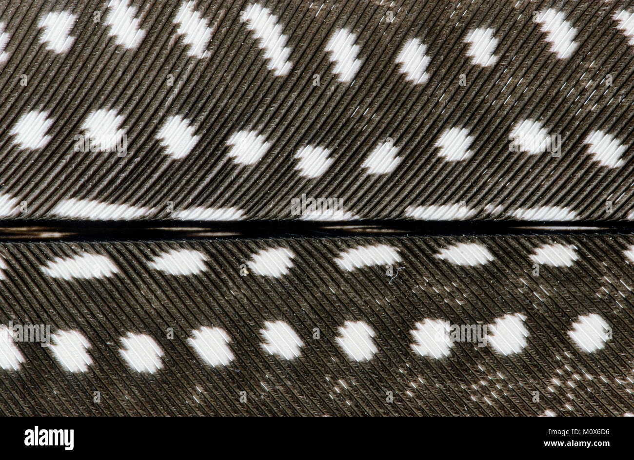 Pintade de Numidie, feather détail / (Numida meleagris) | Helmperlhuhn, Federdetail / (Numida meleagris) Banque D'Images