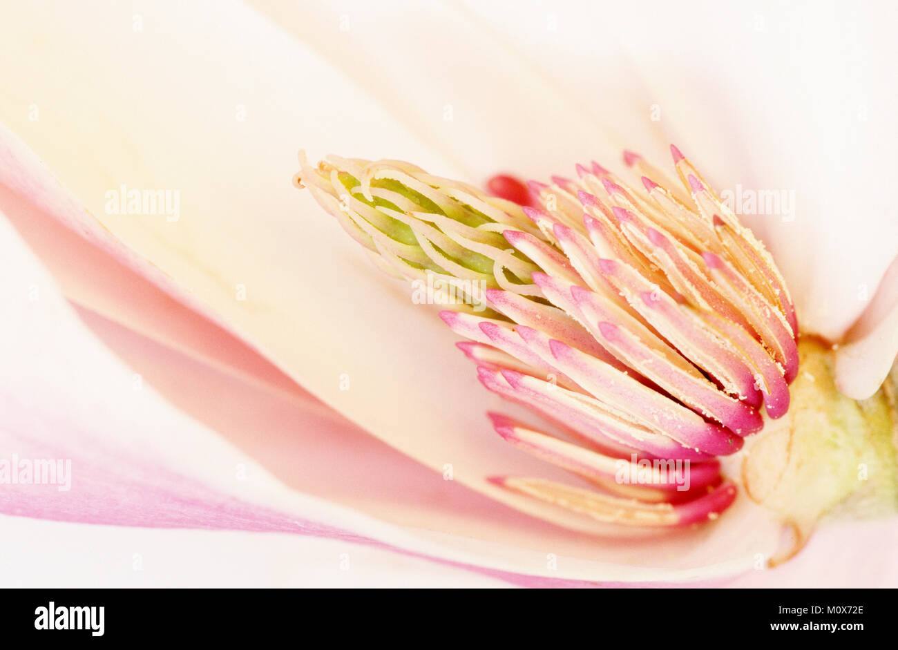 Magnolia Kobus, blossom détail / (Magnolia kobus) | Kobushi-Magnolie Bluetendetail, / (Magnolia kobus) Banque D'Images