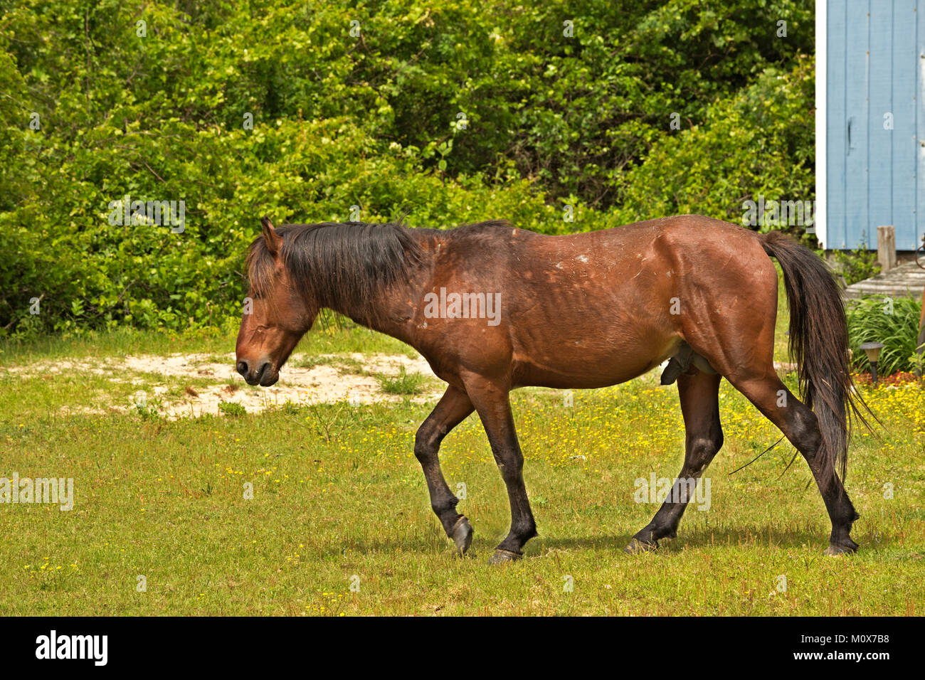 NC01415-00...CAROLINE DU NORD - L'un des semi-sauvages chevaux banquier balade au cœur d'un issolated beach side communauté sur les bancs extérieurs, au nord de Corrol Banque D'Images