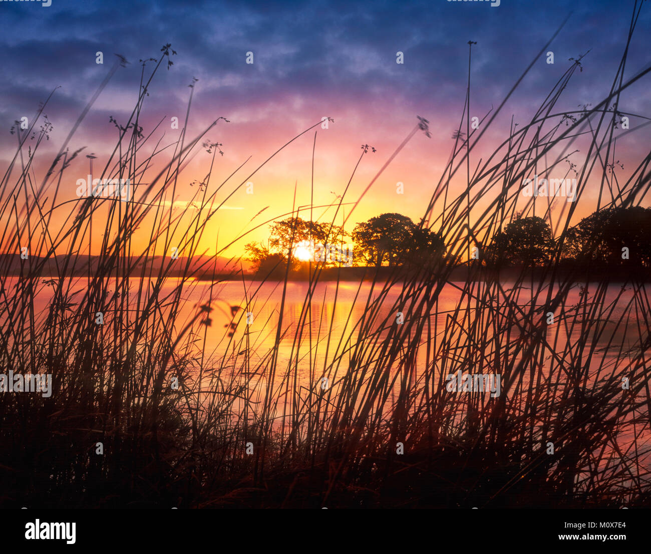 Back Bay sur fern Ridge Reservoir avec le lever du soleil. De l'Oregon. Banque D'Images