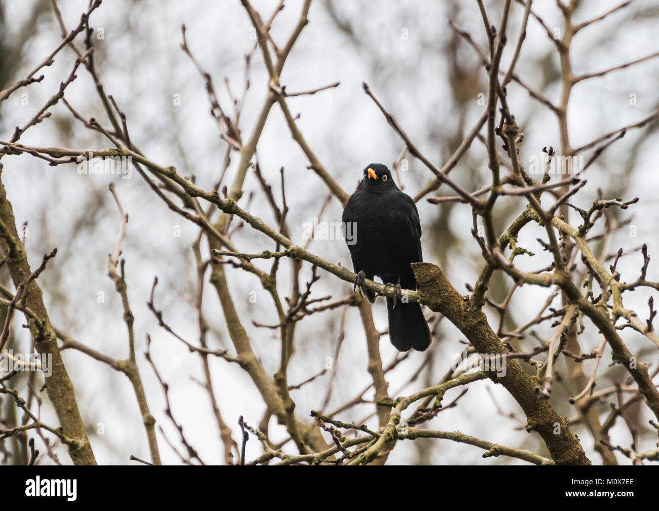 La prise d'un blackbird mâle perché dans un arbre. Banque D'Images