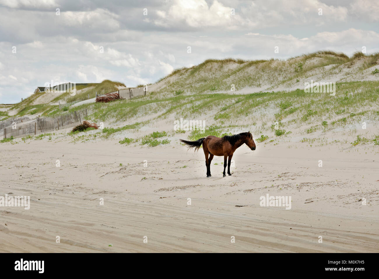 NC01421-00...CAROLINE DU NORD - L'un des semi-sauvages balades chevaux banquier la plage de sable à proximité d'un issolated beach side communauté sur les bancs extérieurs, pas de Banque D'Images