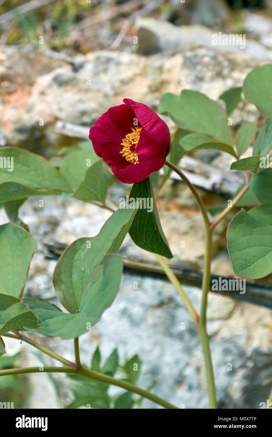 Pivoine rouge sauvage dans la forêt au printemps Banque D'Images