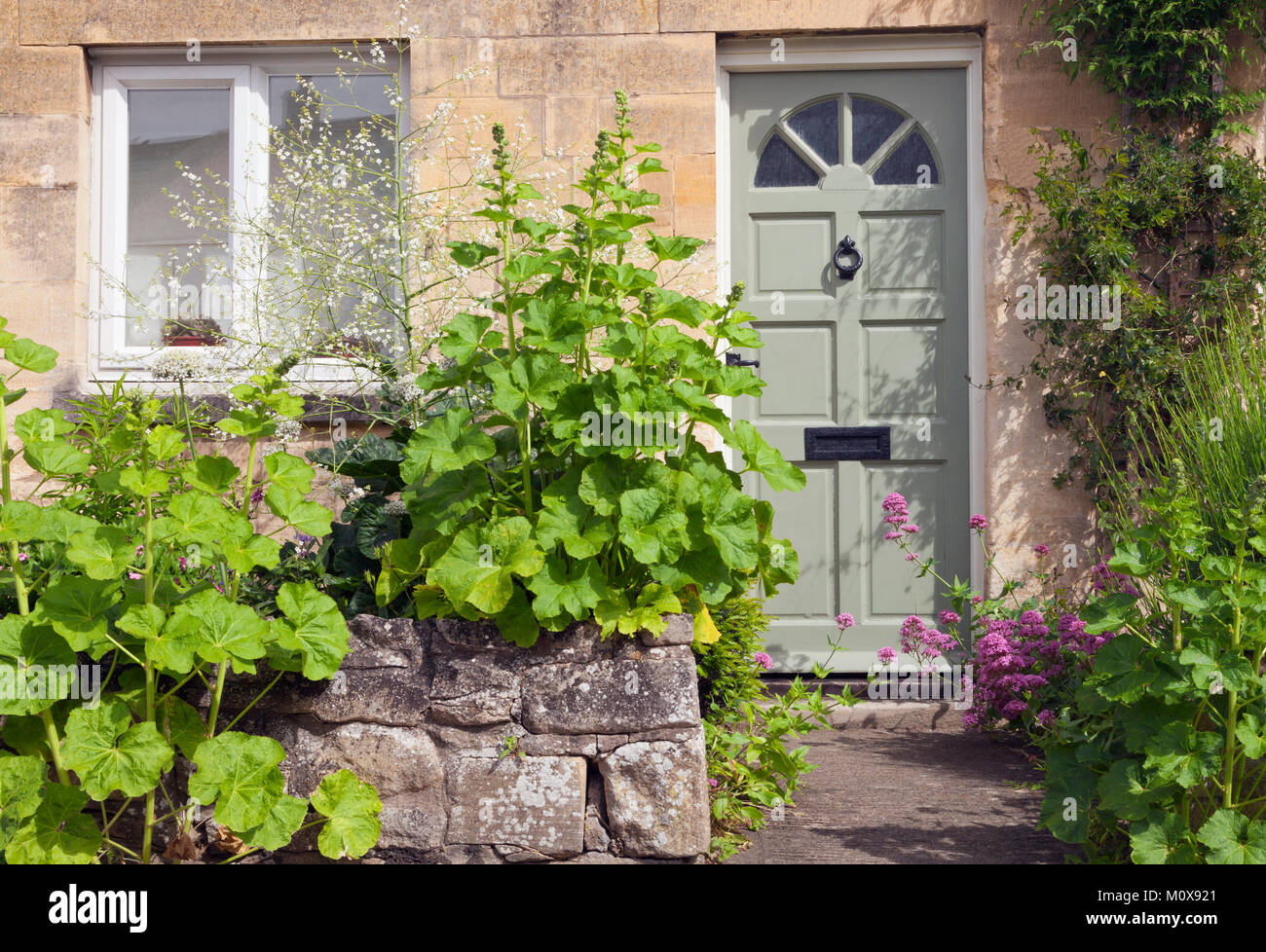 Portes en bois vert dans une vieille maison en pierre, de roses trémières et d'autres fleurs cottage et des arbustes dans le jardin de devant, dans un charmant village de l'anglais Lit bébé Banque D'Images