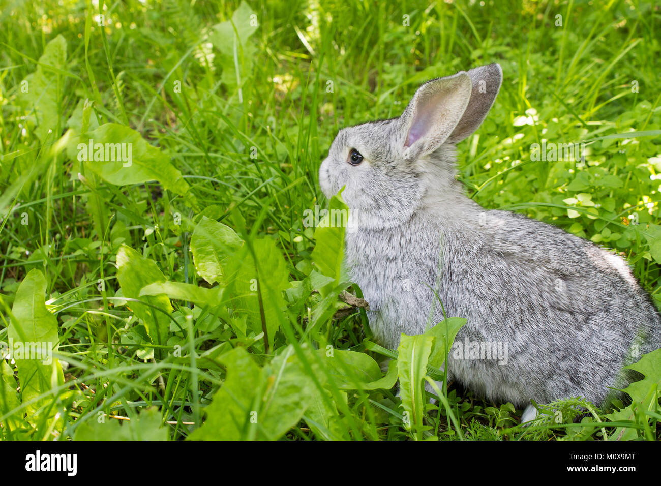 Petit lapin gris assis dans l'herbe verte Banque D'Images