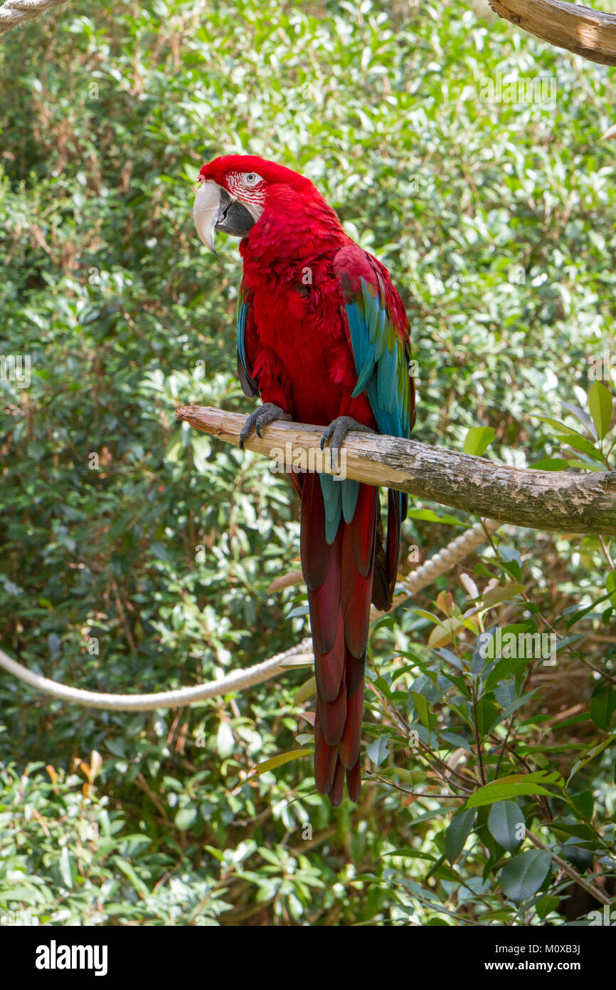 Un ara à ailes vertes dans le parc zoologique de Salisbury, Salisbury, Maryland, United States. Banque D'Images
