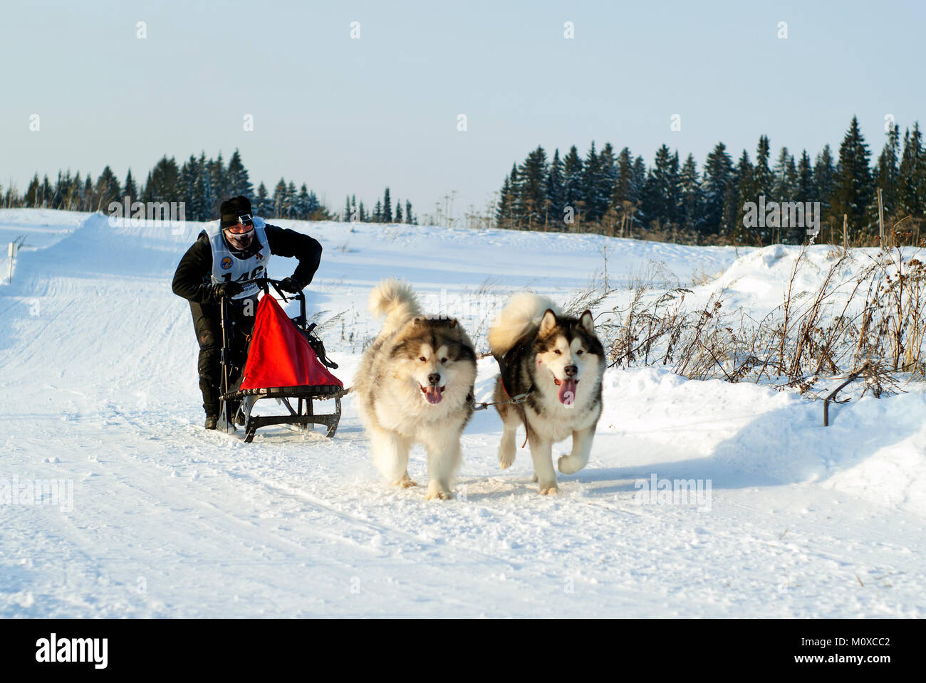 Perm, Russie - le 21 janvier 2018 : deux malamutes tirant un traîneau avec un participant dans les courses de traîneau à chien dans la région de l'Oural. Banque D'Images