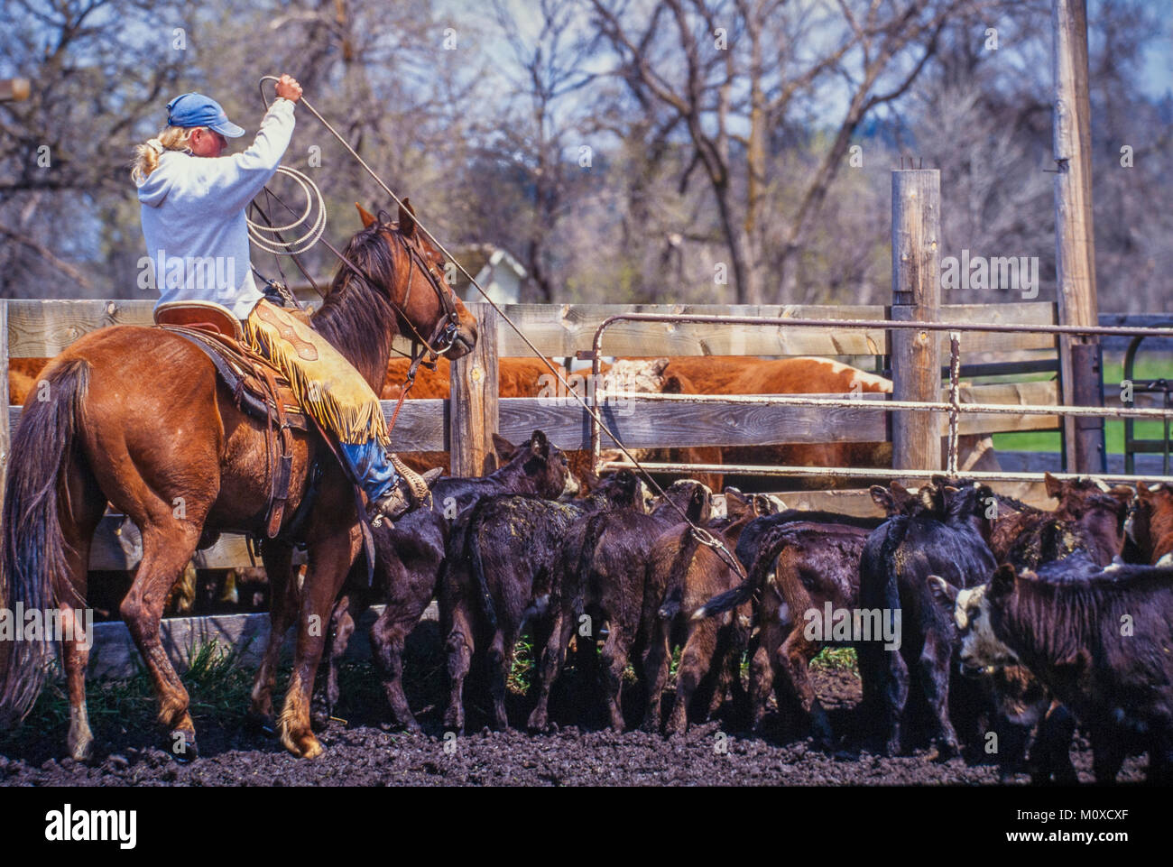Ranch voisins de l'aide avec un Cattle Roundup et de marque dans le Dakota du Sud. Banque D'Images
