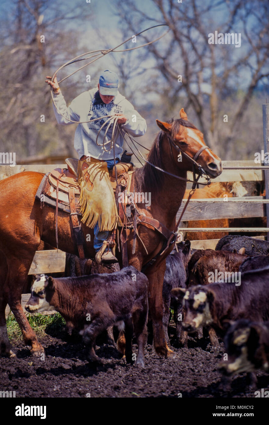 Ranch voisins de l'aide avec un Cattle Roundup et de marque dans le Dakota du Sud. Banque D'Images
