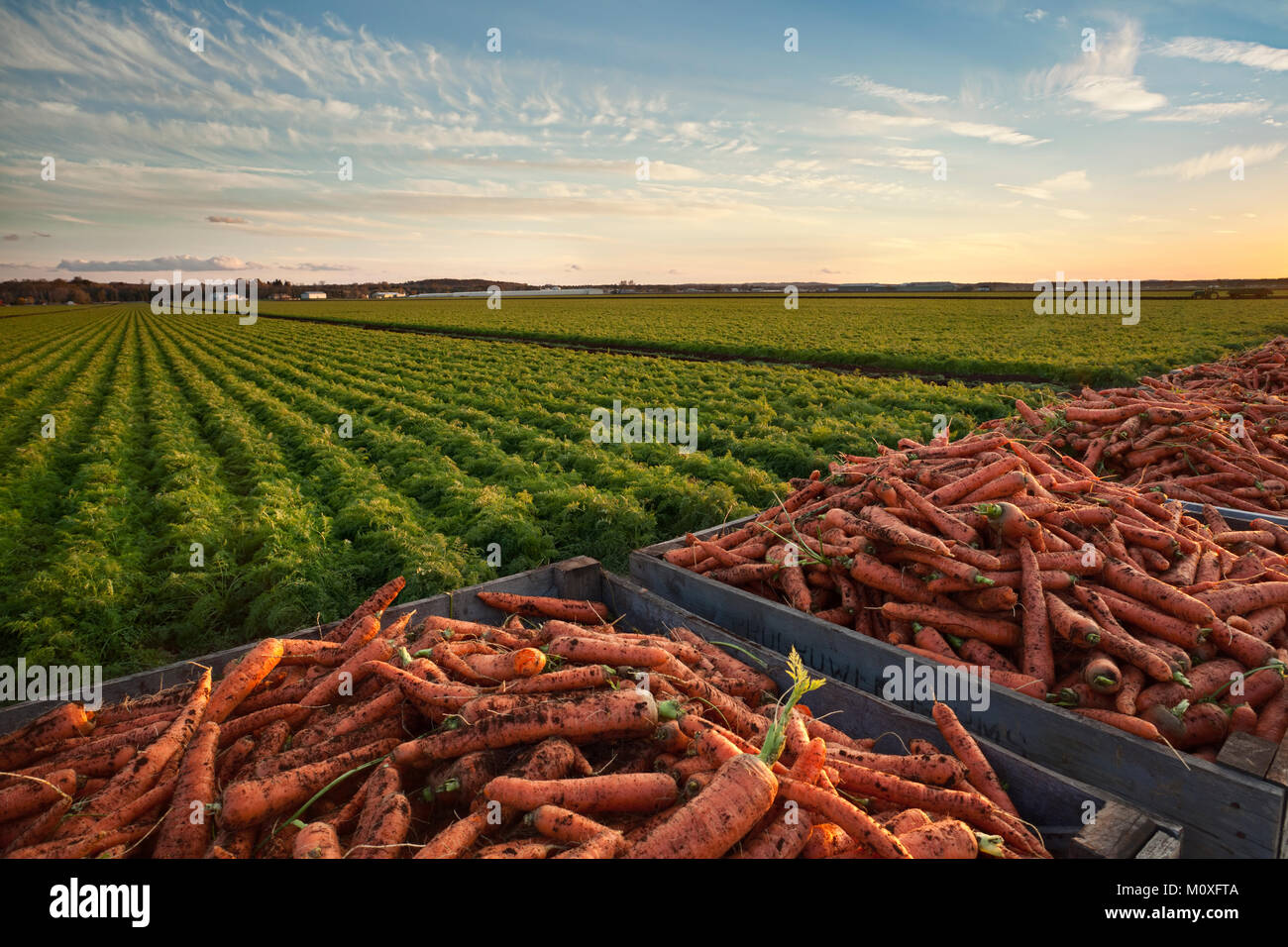 Caisses de carottes avec un champ de carottes dans l'arrière-plan. Holland Marsh à Bradford West Gwillimbury, Ontario, Canada. Banque D'Images