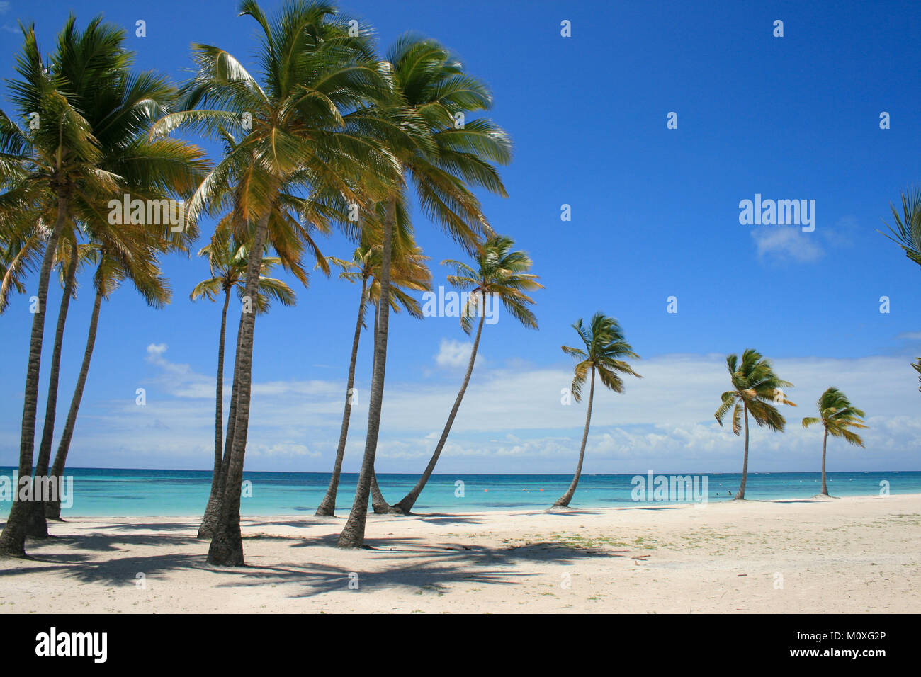 La plage bordée de palmiers à Punta Cana, République Dominicaine Banque D'Images