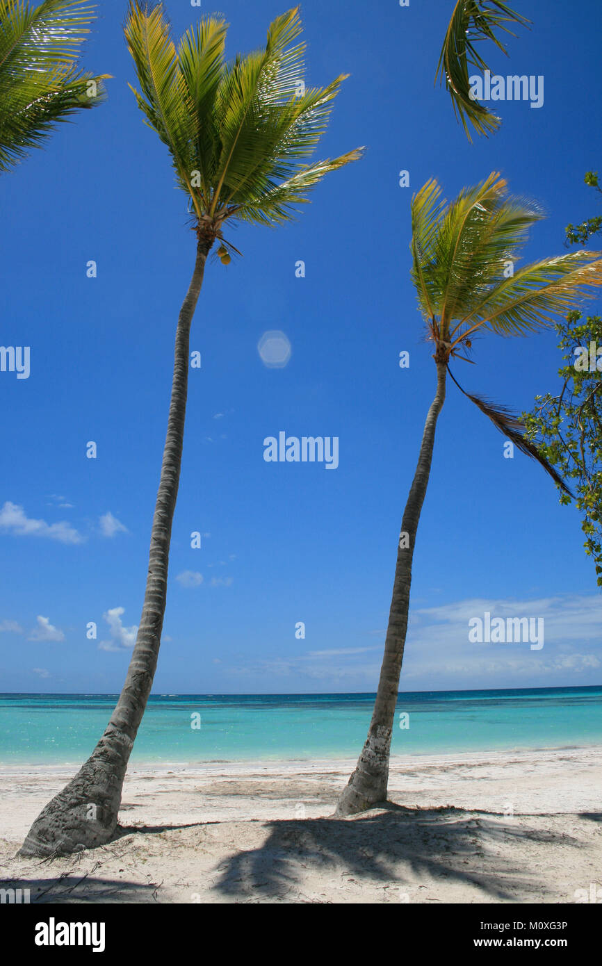 Palmiers sur la plage Républicaine dominicaine Banque D'Images