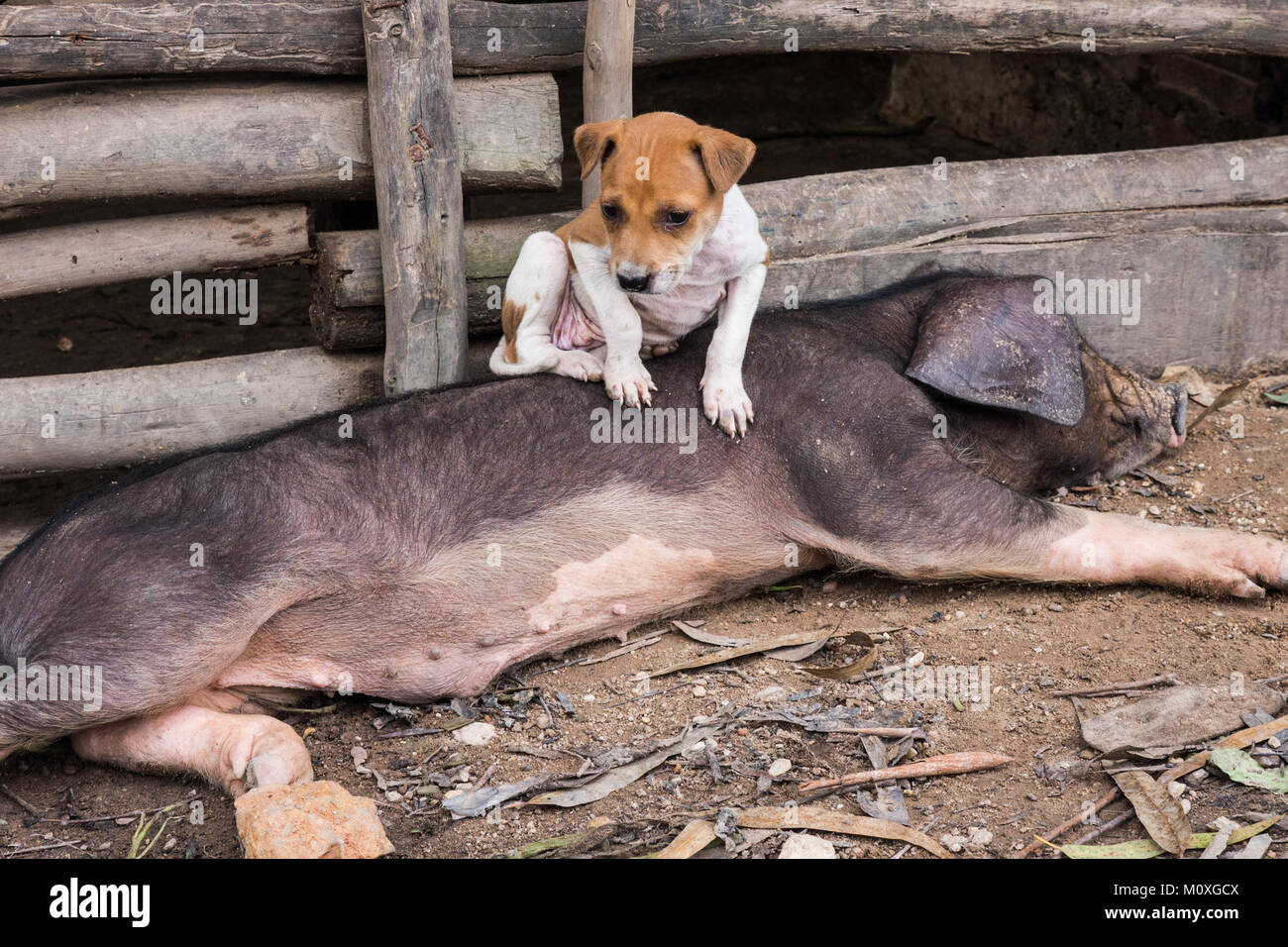 Un paresseux cochon noir et rose avec un chiot sur elle, Kampot, Cambodge Banque D'Images