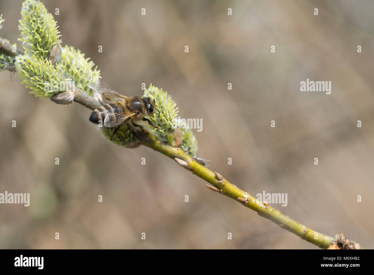 Ouest de l'abeille, Apis mellifera Banque D'Images