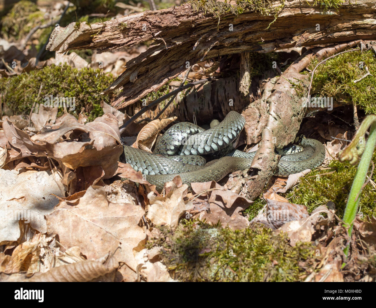 Couleuvre à collier, serpent annelé, serpent d'eau, Natrix natrix Banque D'Images
