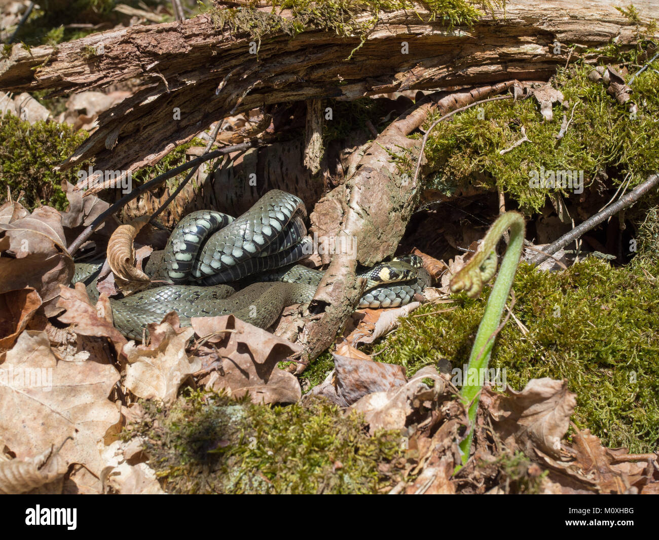 Couleuvre à collier, serpent annelé, serpent d'eau, Natrix natrix Banque D'Images