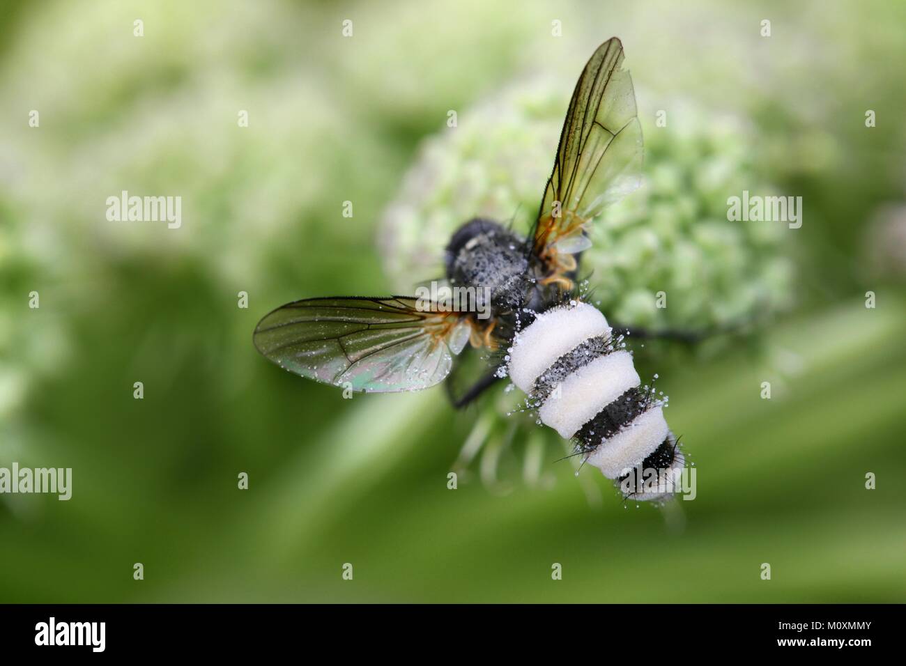 Le champignon tueur de mouches:: Entomophtora muscae 