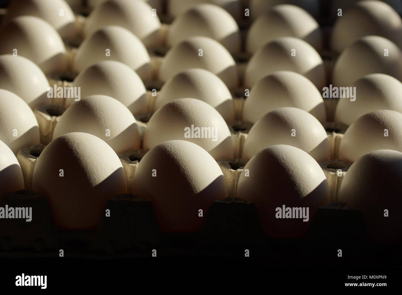Motif répétitif. Jeu d'ombres. Oeuf dans un bac d'oeufs. Banque D'Images