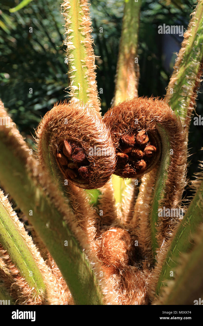 Close up de nouveau déploiement fronde de fougère de Cyathea cooperi, fougère arborescente ou de l'Australie Banque D'Images