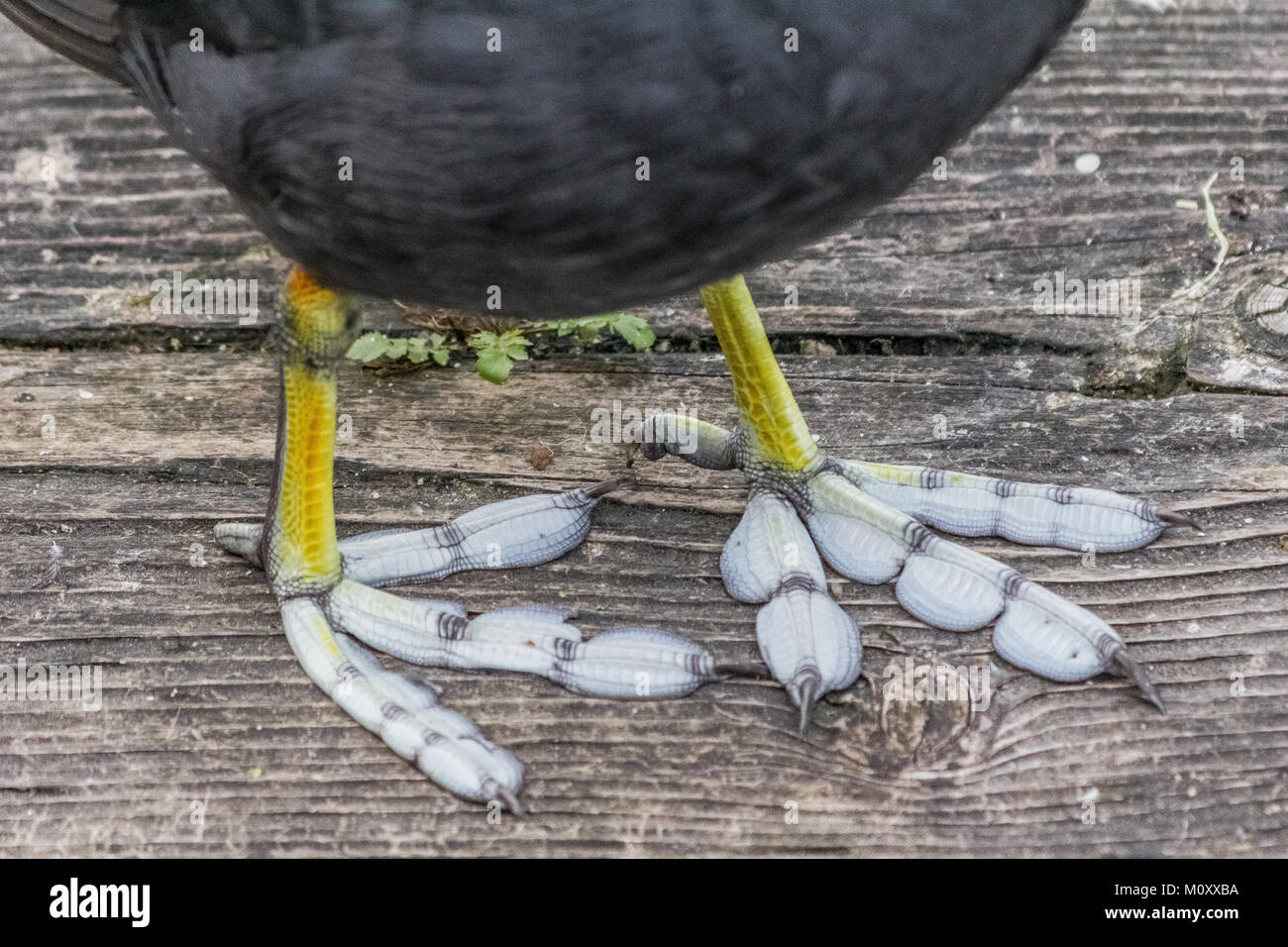 Pieds palmés, Gallinule poule-d'eau. Banque D'Images