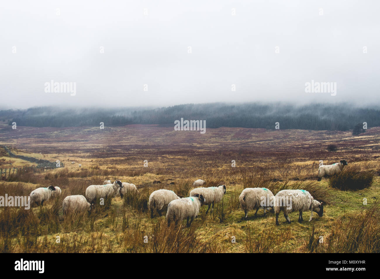 Les moutons en Ecosse Banque D'Images