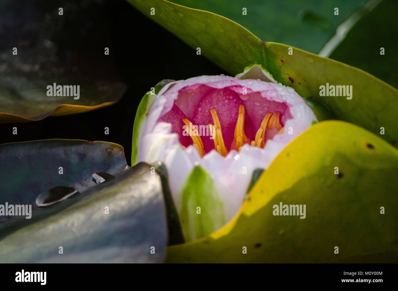 Close up of a pink Nymphaea Nouchali Nénuphar entouré de feuilles vertes Banque D'Images