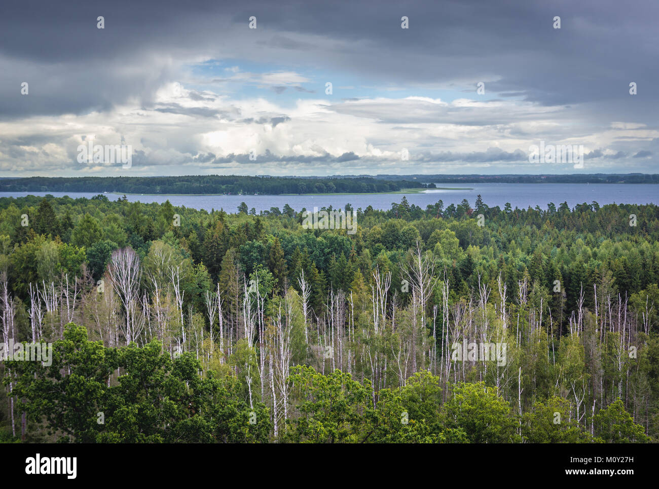 Vue aérienne de Lookout Tower à Mamerki complexe de soute des forêts au lac Mamry en Mazurie, Région de Pologne Banque D'Images