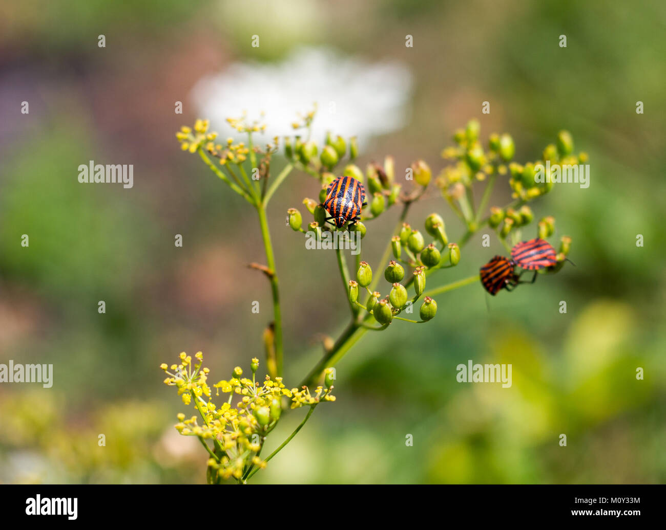 Graphosoma lineatum savent aussi que l'Italien striped bug bug bug shield minstrel et l'alimentation, la Croatie 2017 Banque D'Images