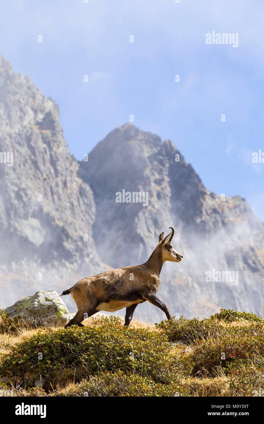 France, Alpes-Maritimes, Parc National du Mercantour, vallée de la Gordolasque, chamois (Rupicapra rupicapra) Banque D'Images