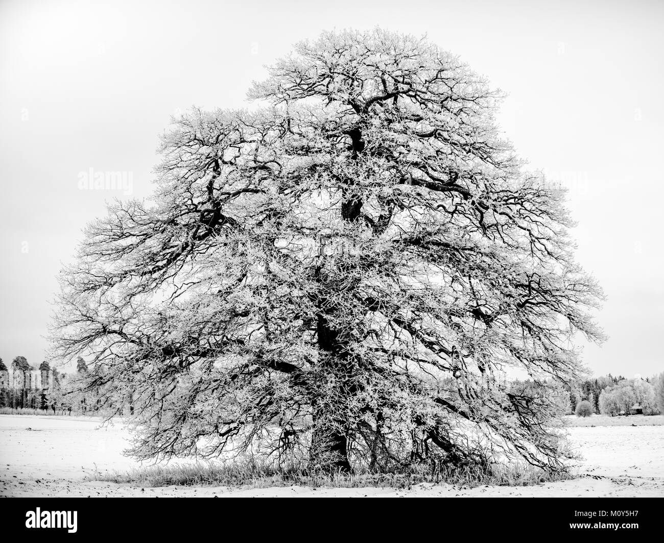 Le Frosty Grand vieux chêne un jour de janvier dans l'Uppland (Suède) en B/W Banque D'Images