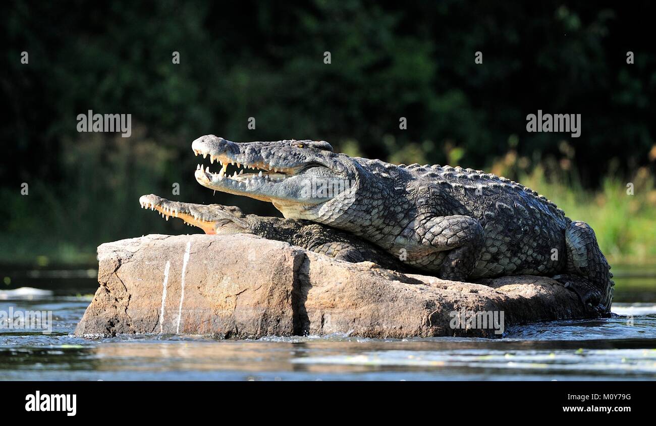 Le crocodile du Nil. Deux crocodiles , ayant ouvert à partir d'un feu à pâturer, s'asseoir sur une grosse pierre au milieu de sources de Nil. Le crocodile du Nil. Deux crocod Banque D'Images